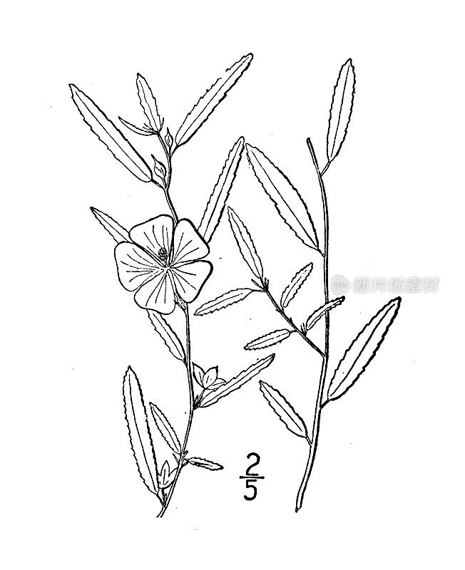 古植物学植物插图:Sida Elliottii, Elliott的Sida